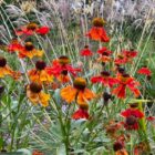 Helenium Moerheim Beauty