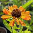 Helenium Waltraut 2