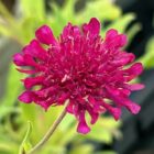 Knautia macedonica