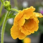 Geum 'Lady Strathdean'