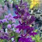 Lobelia 'Hadspen Purple'