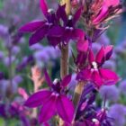 Lobelia 'Hadspen Purple' flower heads