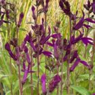 Lobelia 'Hadspen Purple' planted