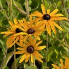 Rudbeckia var.deamii