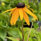 Rudbeckia 'Goldsturm'