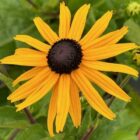 Rudbeckia 'Goldsturm' flower head