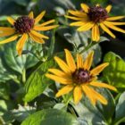 Rudbeckia 'Little Goldstar'