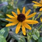 Rudbeckia 'Little Goldstar' flower head