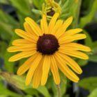 Rudbeckia 'Viettes Little Suzy' flower head