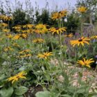 Rudbeckia deamii planted