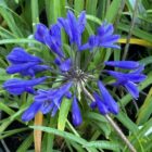 Agapanthus Brilliant Blue