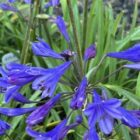 Agapanthus Brilliant Blue2