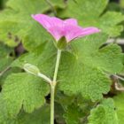 Geranium Mavis Simpson