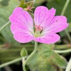 Geranium Mavis Simpson