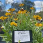 Helenium The Bishop