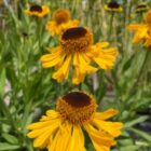 Helenium The Bishop