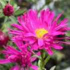 Aster 'Crimson Brocade'