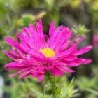 Aster 'Crimson Brocade