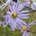 Aster Lutetia