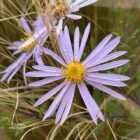 Aster Lutetia