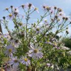 Aster Lutetia