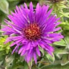 Aster 'Purple Dome'