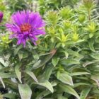 Aster 'Purple Dome' plant