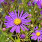 Aster 'Violet Queen'