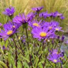 Aster amellus 'Veilchenkönigin'