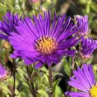 Aster amellus 'Veilchenkönigin 2