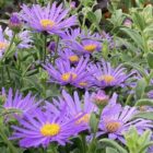 Aster xfrikartii 'Monch'