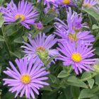 Aster xfrikartii 'Monch'