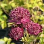 Astrantia 'Gill Richardson gp'