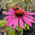 Echinacea 'Rubinstern'