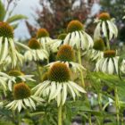 Echinacea 'White Swan'