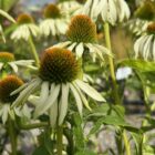 Echinacea purpurea 'White Swan'