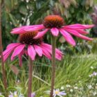 Echinacea purpurea 'Rubinstern