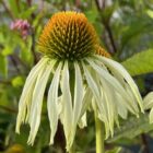 Echinacea 'White Swan'