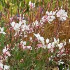 Gaura 'Whirling Butterflies'