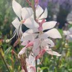 Gaura lindheimeri 'Whirling Butterflies' flower stem