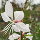 Gaura lindheimeri 'Whirling Butterflies' single flower