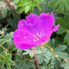 Geranium 'Max Frei'