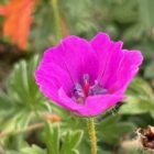 Geranium 'Max Frei'