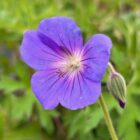 Geranium 'Orion'