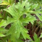 Geranium 'Orion' foliage