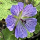 Geranium 'Philippe Vapelle'