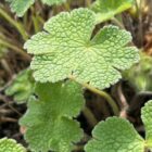 Geranium 'Philippe Vapelle' foliage