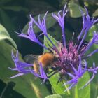 Centaurea montana