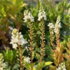 Lysimachia candela