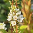 Lysimachia candela flower spike